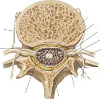 Vertebre lombaire normale